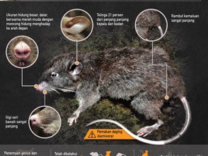 Menguak Tikus Hidung Babi dari Sulawesi
