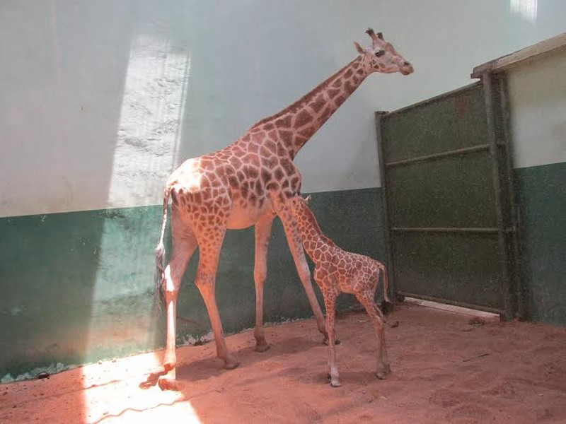 Koleksi jerapah Taman Safari Prigen bertambah