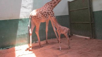 Jerapah 30 kali lebih mungkin mati tersambar petir daripada terbunuh manusia. Memang, hanya ada lima sambaran petir fatal yang terdokumentasi dengan baik pada jerapah antara tahun 1996 dan 2010. Namun karena populasi spesies tersebut hanya 140.000 di waktu ini, itu berarti sekitar 0,003 kematian akibat petir per seribu jerapah setiap tahun. Ini 30 kali lipat dari tingkat kematian akibat ulah manusia. Foto: Muhajir Arifin