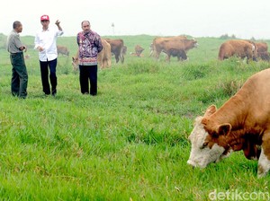 Investasi ke RI, Brasil Janji Kembangkan Sapi Lokal