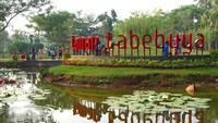 Wajah Jakarta kian berubah, tak terkecuali pohon-pohon Angsana di Cikini yang ditebang dan wacananya akan diganti pohon Tabebuya. Di Jaksel malah ada tamannya (Fitraya/detikcom)  