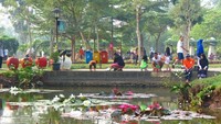 Kehebatan lainnya dari pohon ini adalah karena disebut mampu menyerap karbon di udara (Fitraya/detikcom)