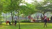Sesuai namanya, taman ini diisi oleh banyak Pohon Tabebuya atau yang disebut mirip Pohon Sakura di Jepang. Hanya saja, warna bunganya bukan pink seperti Pohon Sakura (Fitraya/detikcom)  