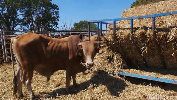 Cerita Mentan Gajinya Habis Semalam Gara-gara Makan Daging Sapi