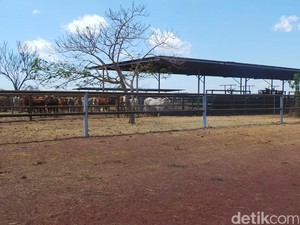 Di Australia, Peternakan 40.000 Hektar Hanya Diurus 3 Orang