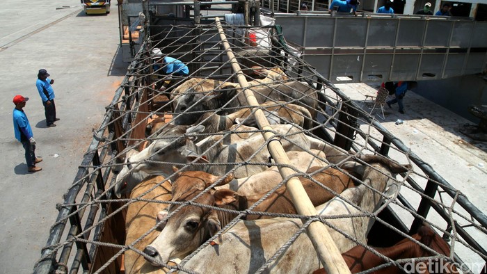 Kementan: 7 Perusahaan Berminat Impor Sapi Siap Potong