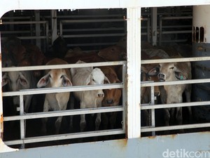 Pemprov DKI: Sebenarnya Daging Sapi Tidak Langka