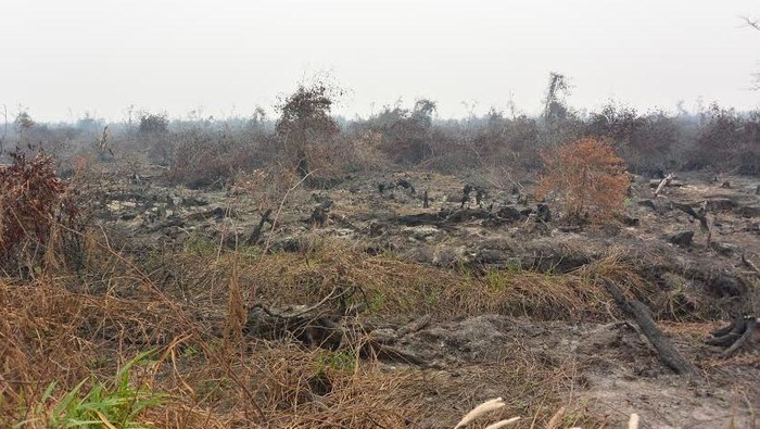 Begini Perjuangan Petugas Padamkan Api di Lahan Gambut via Darat