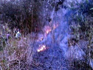 Kebun Sengon Milik Ahok di Sukabumi Habis Dilalap si Jago Merah