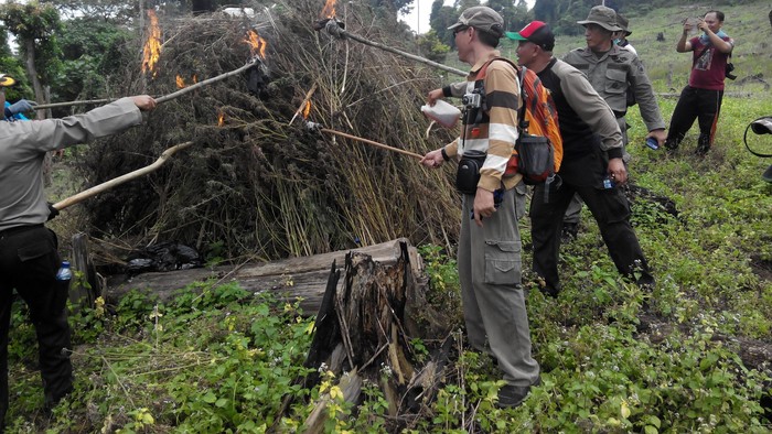 Polisi: Jadi Petani Ganja Bukannya Untung Tapi Buntung