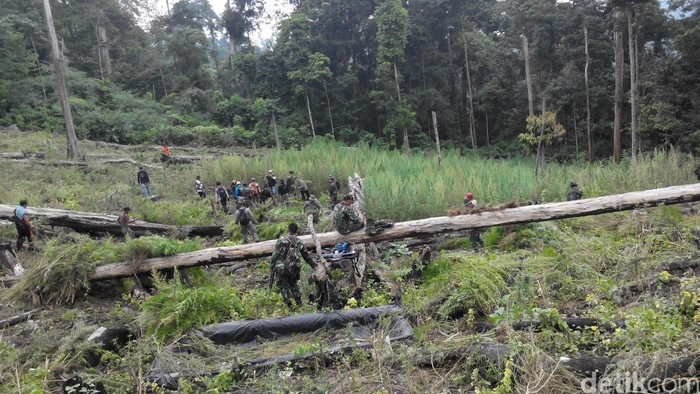 Puluhan Hektar Hutan di Aceh Besar Botak Akibat Ulah Petani Ganja