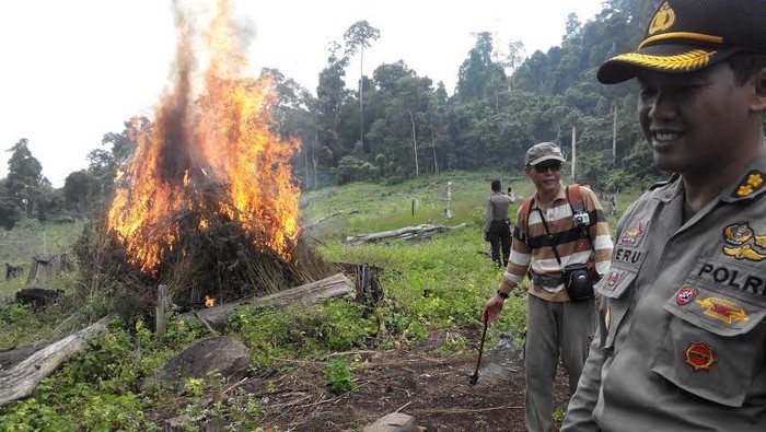 Ganja Bukan Bumbu Masakan, Tak Ada Ampun Bagi yang Menanamnya