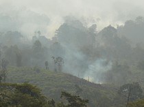 Apa Itu FOLU Net Sink 2030 yang Diisi Kader Partai? Pakar UGM Kritisi Hal Ini