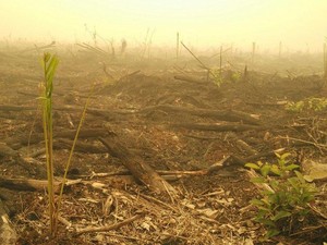 Kebakaran Lahan Sebabkan Kabut Asap, Habis Bakar Terbitlah Sawit