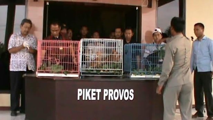 Jual Beli Lutung Secara Online Dibongkar