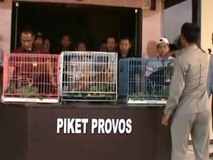 Jual Beli Lutung Secara Online Dibongkar