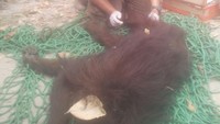 Orangutan ini jadi korban ketika terjadi kebakaran hutan Kalimantan Tengah, 2015 silam. Mereka mengalami gangguan pernapasan karena terjebak di antara bara api. Orangutan ini pun termasuk yang beruntung karena berhasil diselamatkan. (Foto: BKSDA Kalteng)