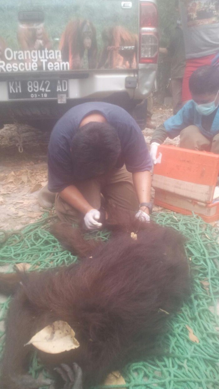 Menyelamatkan Orang Utan yang Terkapar karena Asap di Kalteng