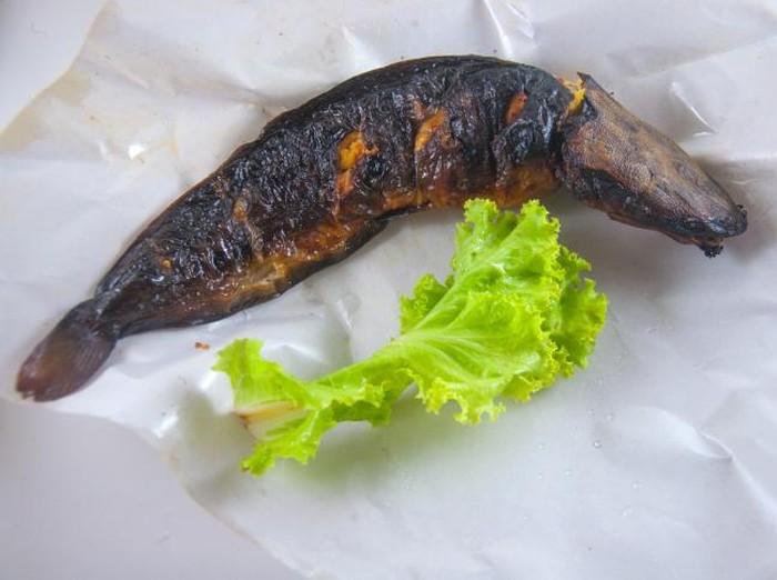 Konsumsi Ikan Lele Bisa Bikin Seseorang Lebih Berstamina, Benarkah?