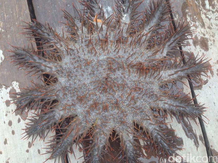 Awas! Kaking Sang Pembunuh