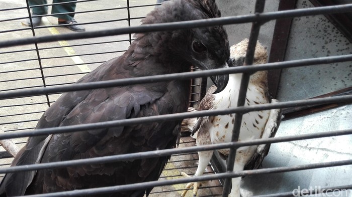 Di Rumah Pensiunan Aparat, BKSDA dan Polda Kalbar Amankan 13 Satwa Langka