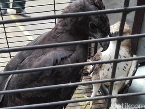 Di Rumah Pensiunan Aparat, BKSDA dan Polda Kalbar Amankan 13 Satwa Langka