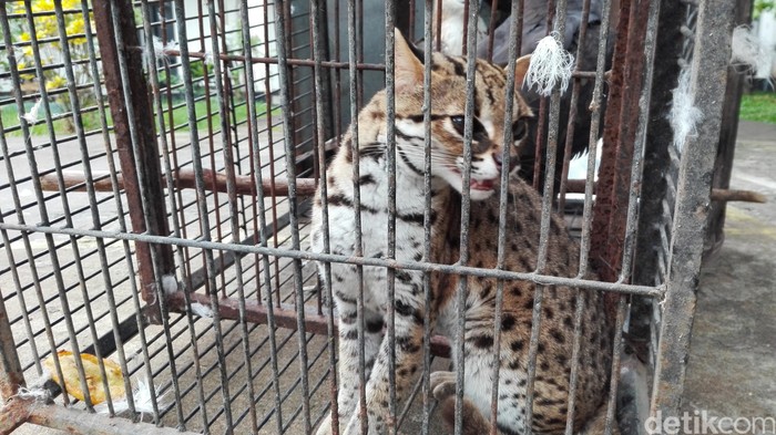 3 Pintu Utama Penyelundupan Satwa Langka: Bandara Soetta, Ngurah Rai, dan Batam