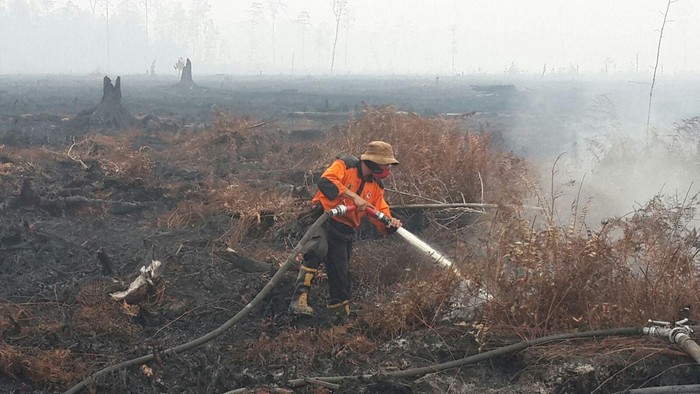 Begini Bahayanya Jika Lahan Gambut Dirusak untuk Buka Perkebunan Sawit