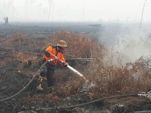 Begini Bahayanya Jika Lahan Gambut Dirusak untuk Buka Perkebunan Sawit