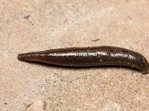 Penampakan Spesies Lintah Langka di London Berhasil Berkembang Biak