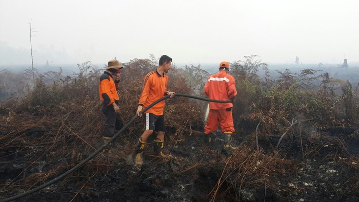 Lahan Gambut di Pelalawan Riau Menghitam karena Terbakar
