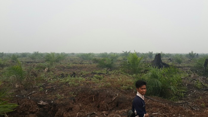 Setelah Terbakar, Hutan Suaka Margasatwa di Riau Jadi Kebun Sawit