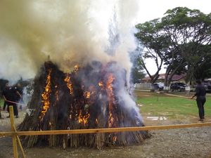 Video: Polisi Bakar 2 Hektare Ladang Ganja di Lhokseumawe Aceh