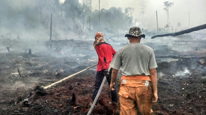 Sidang Kebakaran Lahan, PT LIH Sebut Api dari Luar Kebun