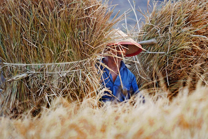 Dari Sawah ke Botol Parfum, Jerami Padi Jadi Peluang Ekonomi Hijau