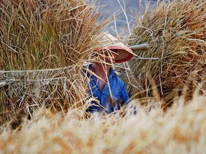 Dari Sawah ke Botol Parfum, Jerami Padi Jadi Peluang Ekonomi Hijau