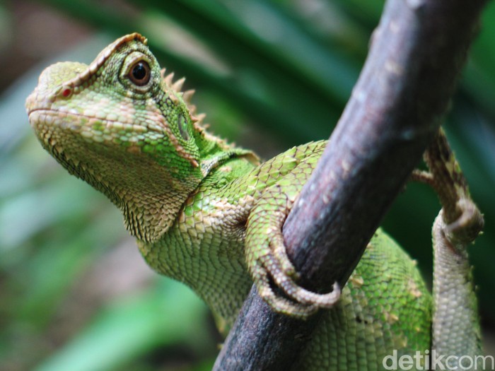 Iguana ialah sejenis kadal yang hidup di daerah tropis di Amerika Tengah, Amerika Selatan, dan Karibia. Pertama kali mereka disebutkan oleh seorang naturalis berkebangsaan Austria Josephus Nicolaus Laurenti pada tahun 1768. Ada 2 spesies yang berbeda dari jenis kadal ini: iguana hijau dan iguana Antilles Kecil.