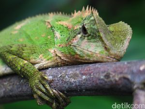 Belanda Gagalkan Penyelundupan 260 Reptil Dilindungi