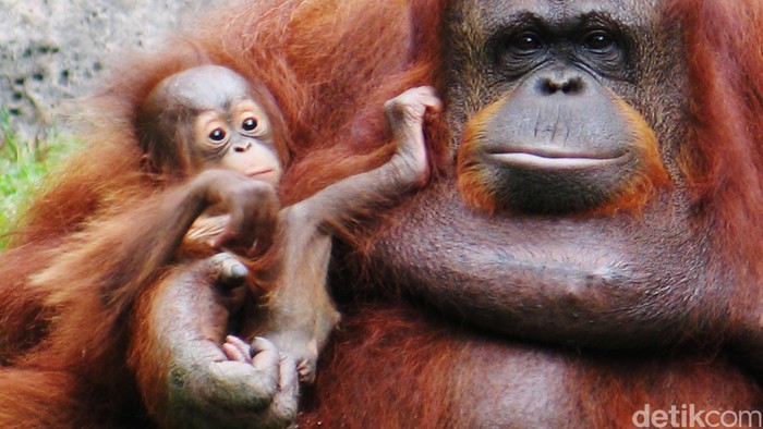 Thailand Pulangkan 14 Ekor Orangutan ke Indonesia