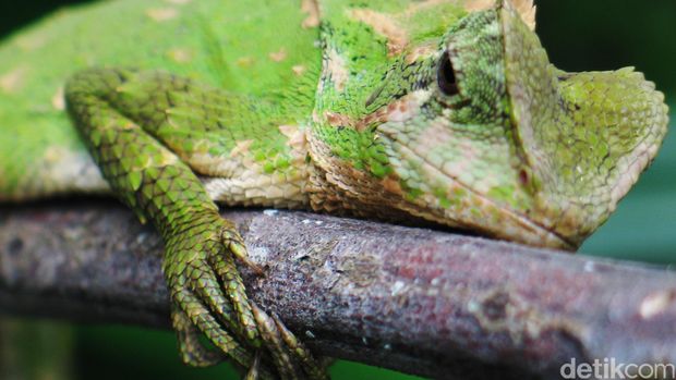 Iguana ialah sejenis kadal yang hidup di daerah tropis di Amerika Tengah, Amerika Selatan, dan Karibia. Pertama kali mereka disebutkan oleh seorang naturalis berkebangsaan Austria Josephus Nicolaus Laurenti pada tahun 1768. Ada 2 spesies yang berbeda dari jenis kadal ini: iguana hijau dan iguana Antilles Kecil.
