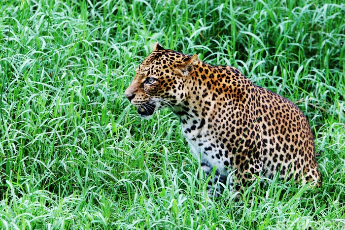 Macan tutul jawa (Panthera pardus melas) atau macan kumbang adalah salah satu subspesies dari macan tutul yang hanya ditemukan di hutan tropis, pegunungan dan kawasan konservasi Pulau Jawa, Indonesia. Macan tutul ini memiliki dua variasi warna kulit yaitu berwarna terang (oranye) dan hitam (macan kumbang). Macan tutul jawa adalah satwa indentitas Provinsi Jawa Barat. detikfoto/detikcom