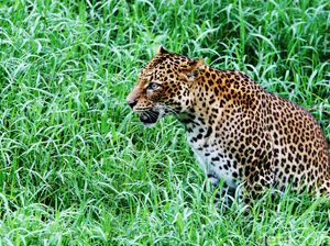 Macan Kumbang Bikin Udaipur Geger