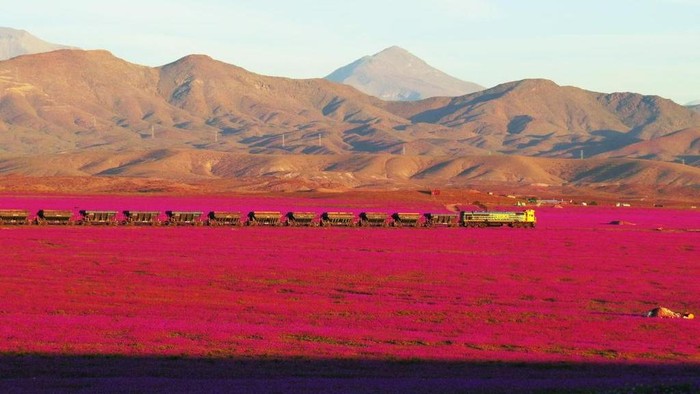 Bagaimana Gurun ini jadi Merah Jambu?