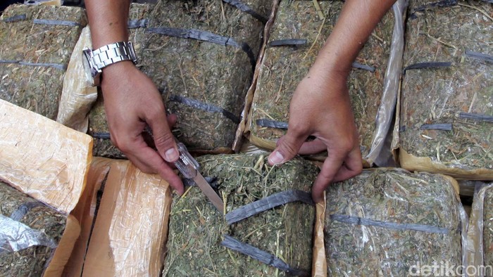 Ganja dimusnahkan. Agung Pambudhy/Detikcom
