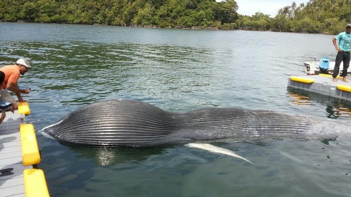Terdampar di Sabang, Paus Sepanjang 8,5 Meter Akhirnya Mati