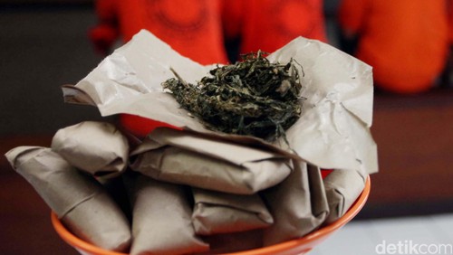 Ganja dimusnahkan. Agung Pambudhy/Detikcom