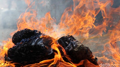 Ganja dimusnahkan . Agung Pambudhy/Detikcom.