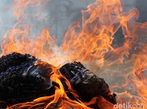 20 Ton Ganja Sitaan Dibakar, Warga Satu Kota Mabuk dan Sakit