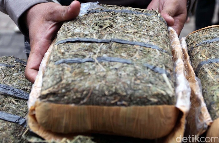 Ganja dimusnahkan. Agung Pambudhy/Detikcom