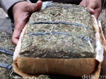1 Kg Ganja Tak Bertuan Ditemukan di Kebun Warga di Puncak Cianjur